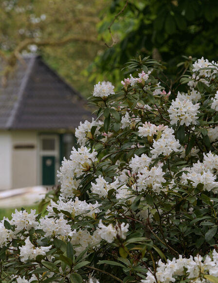 Vordergrund weisse Rhododendren, Hintergrund weisses Häuschen