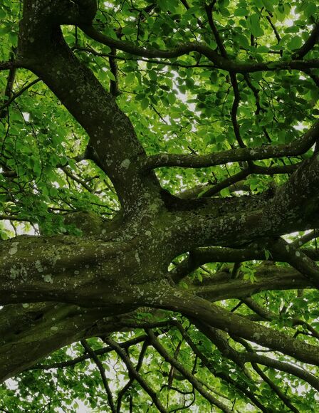 Bild der Krone einer alten, freistehenden Buche