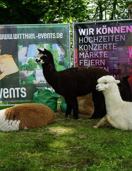 Sommermarkt, Alpaka-Gehege mit Werbetafeln an rückseitigen Zaun, links hinten ein niedriger aufblasbarer Pool